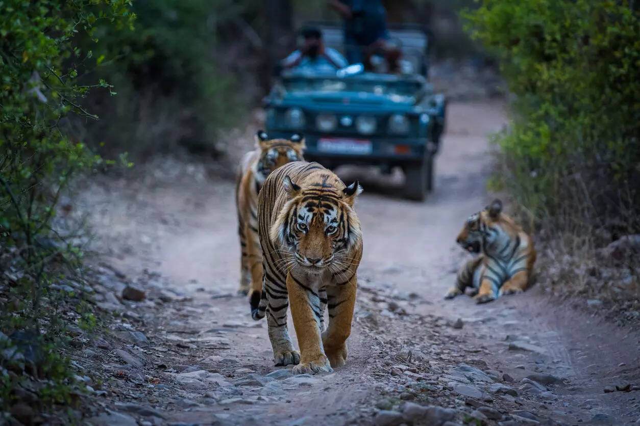 Ranthambore National Park