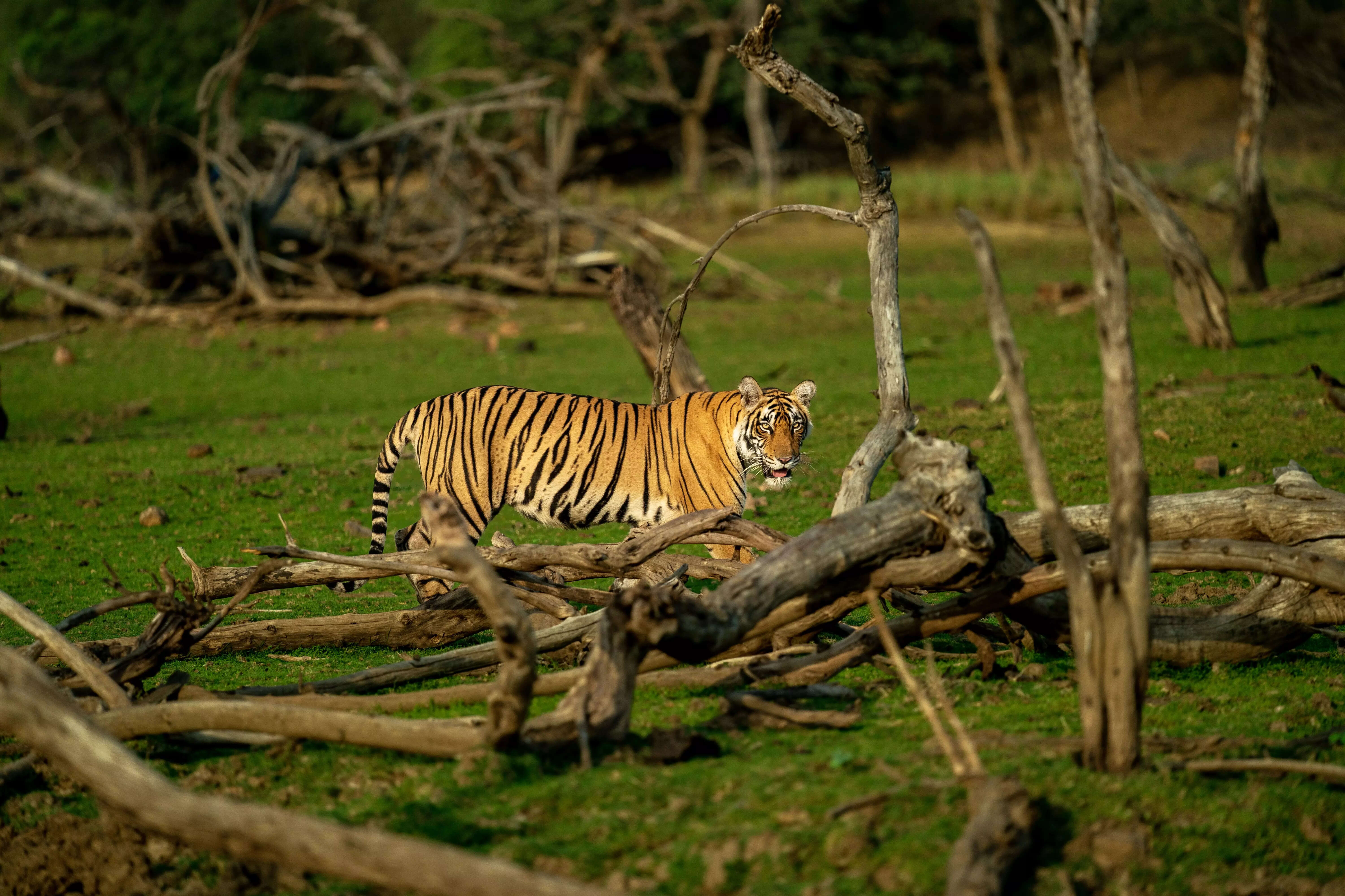 _DSC2832 Full Image Color _1