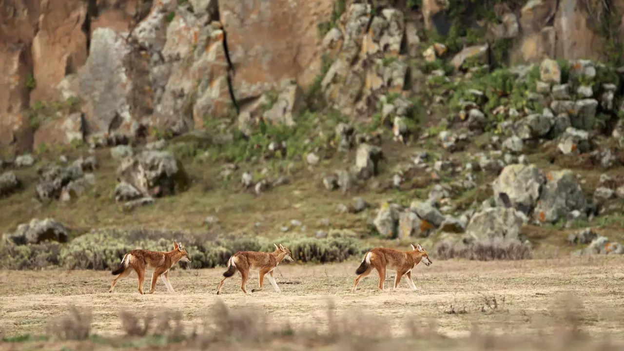 Melka Kunture and Balchit Archaeological and Palaeontological Sites in the Highland Area of Ethiopia Ethiopia 