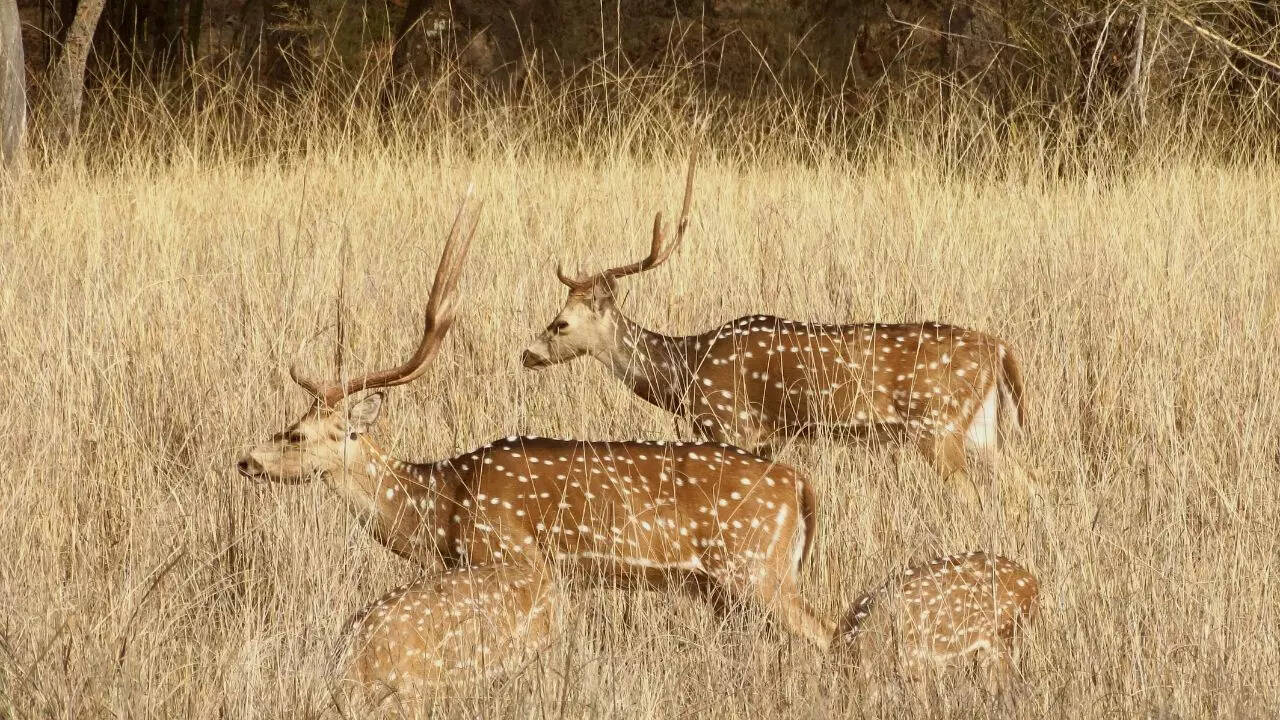 Wildlife at Bandhavgarh National Park Credit Canva