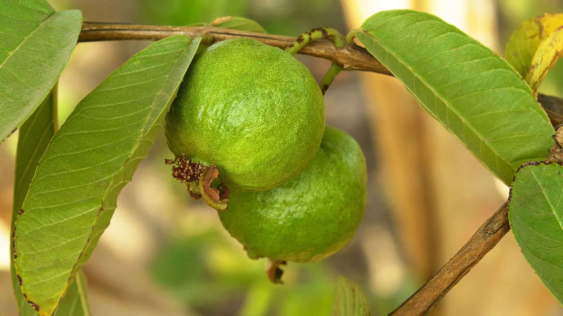 ಕಣ್ಣಿನ ದೃಷ್ಟಿ ಸುಧಾರಿಸುತ್ತದೆ