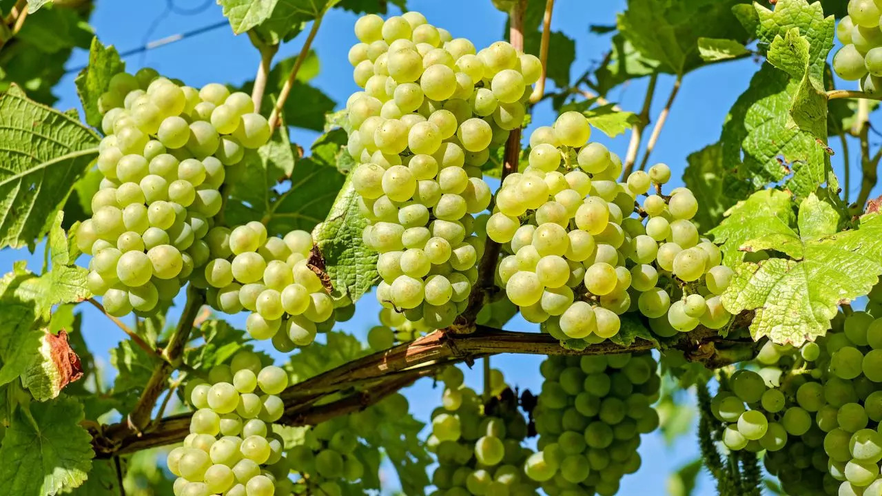 Grapes