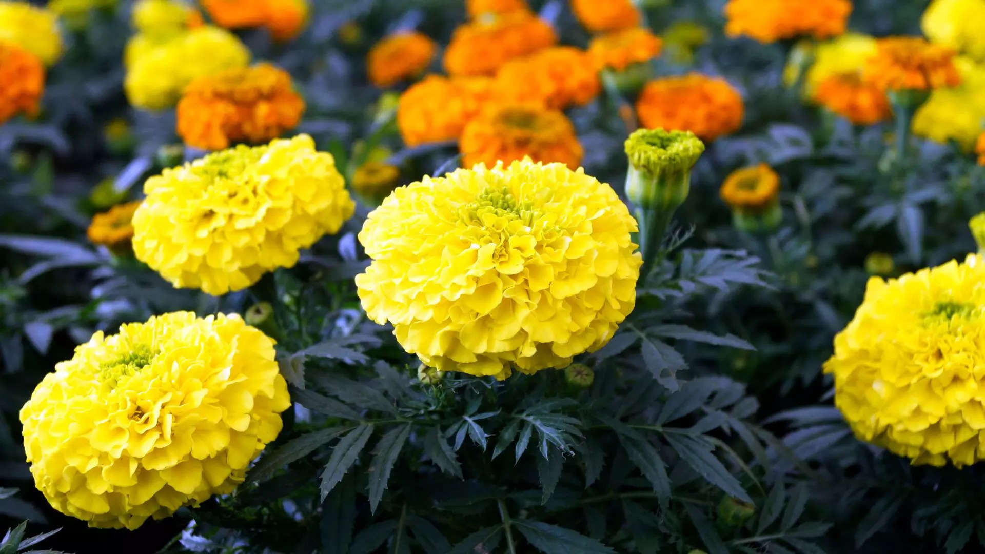 ಕೋಳಿಗಳಿಗೆ ಆಹಾರವಾಗಿ ನೀಡಲಾಗುತ್ತದೆ