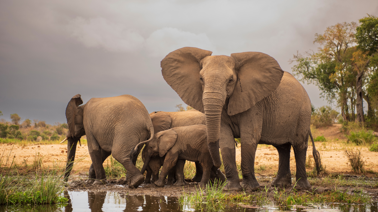 Jaldapara National Park