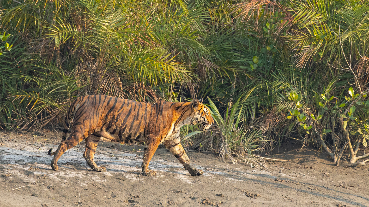 Sundarbans National Park