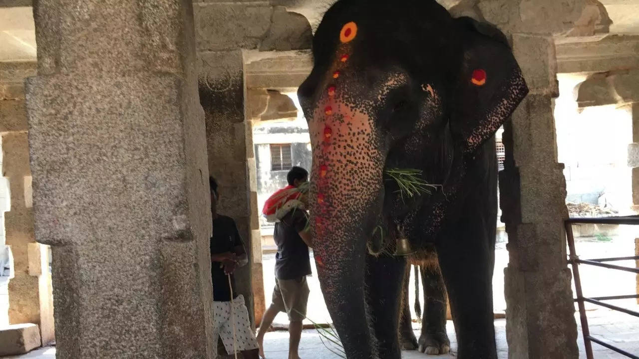 No animal should be confined in a small space, but locals told us that Lakshmi is exceptionally well taken care of by her handlers. Credit TripAdvisor