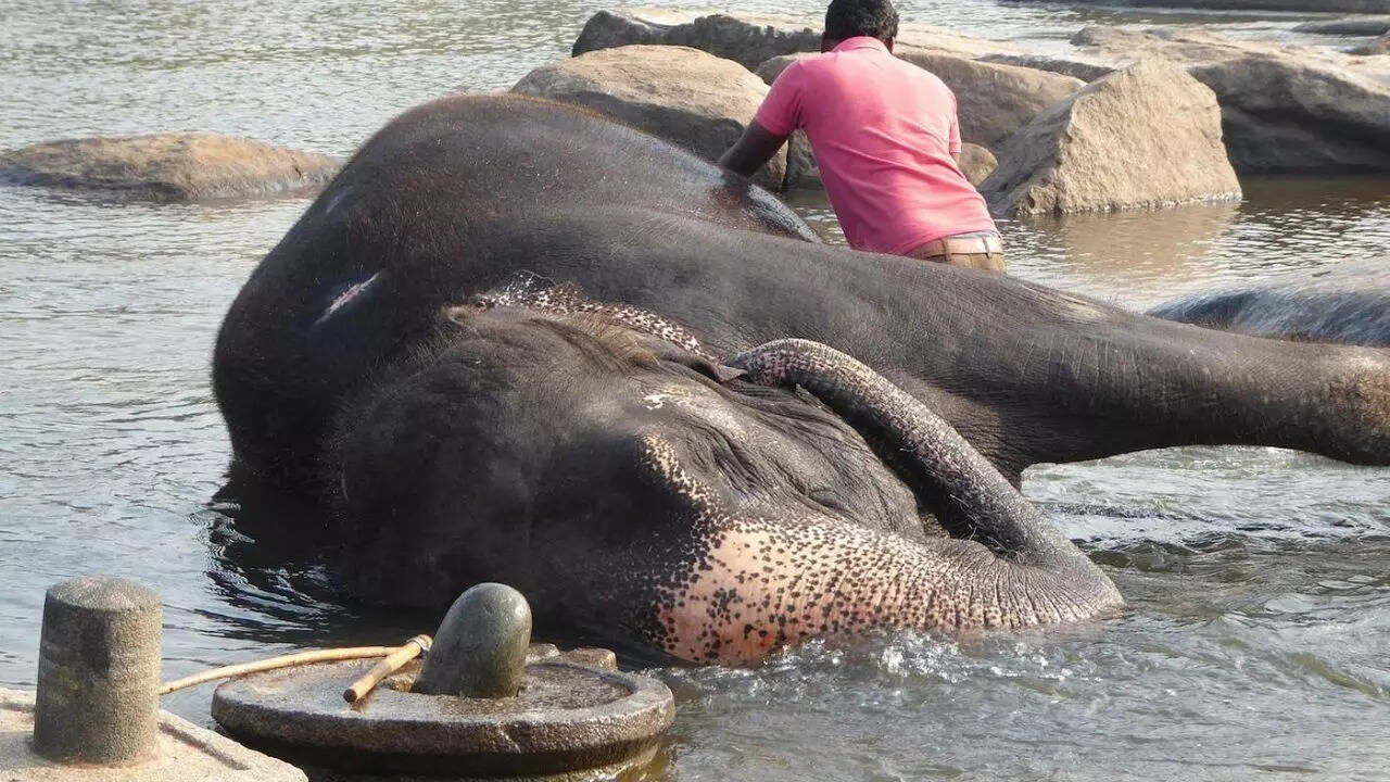 Lakshmi goes to the banks of the Tungabhadra river every morning to bathe. Credit TripAdvisor