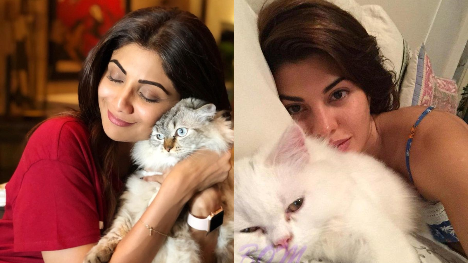 Bollywood Celebs Who Are Cat Parents 