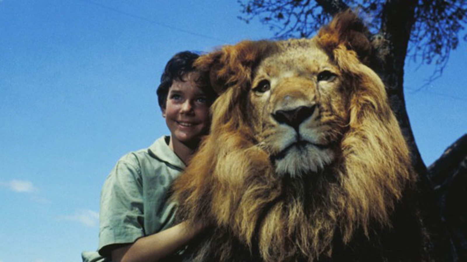 The Lion 1962 