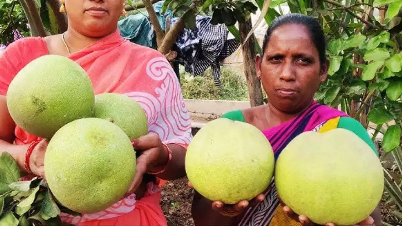 लिंबाचा आकार टरबूजाएवढा