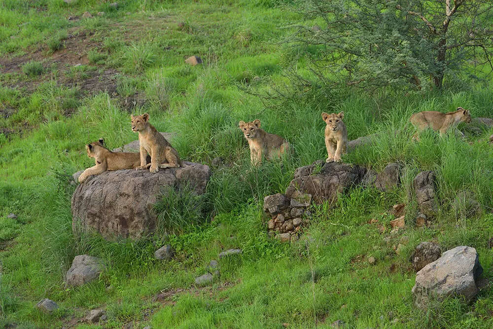 sasan gir credit gujarattourismcom