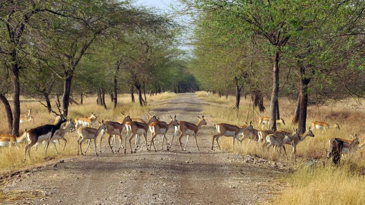 Black deer inside Gir Credit Canva