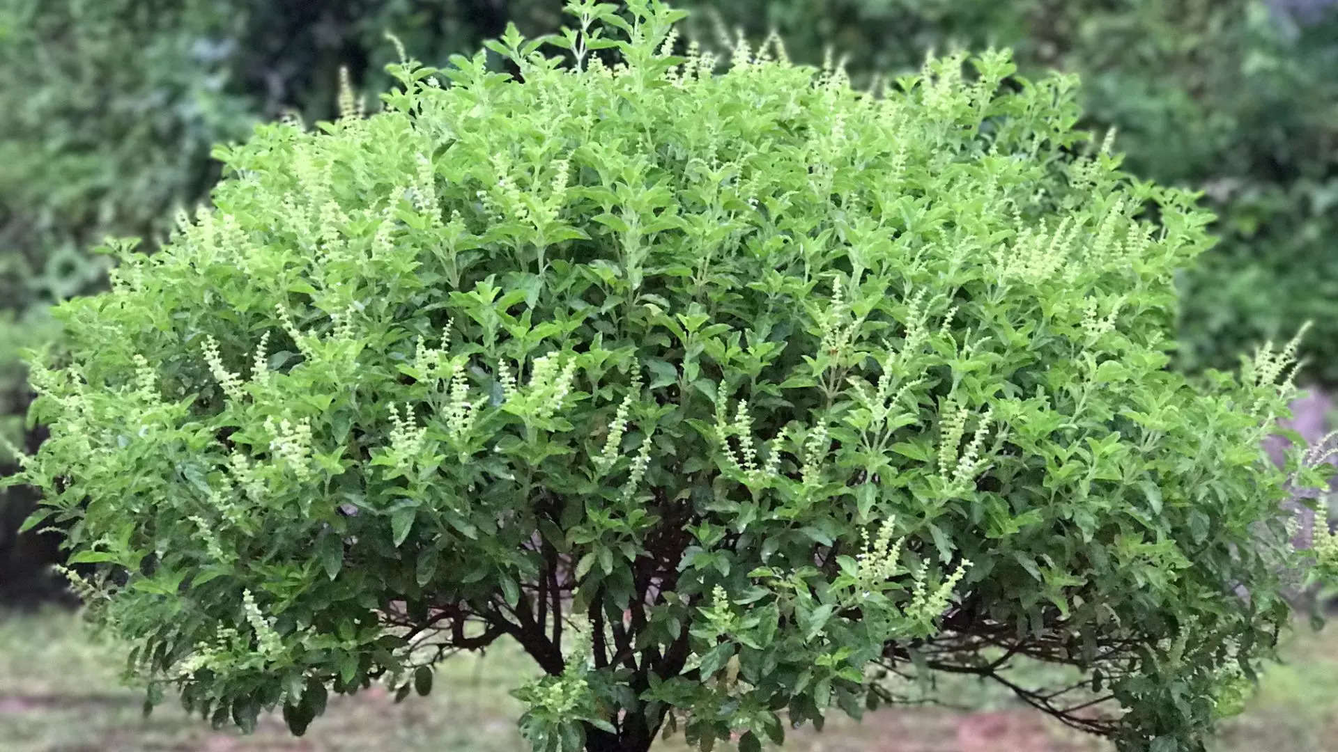 ತುಳಸಿಗೆ ಬೇಕು ಆರೈಕೆ