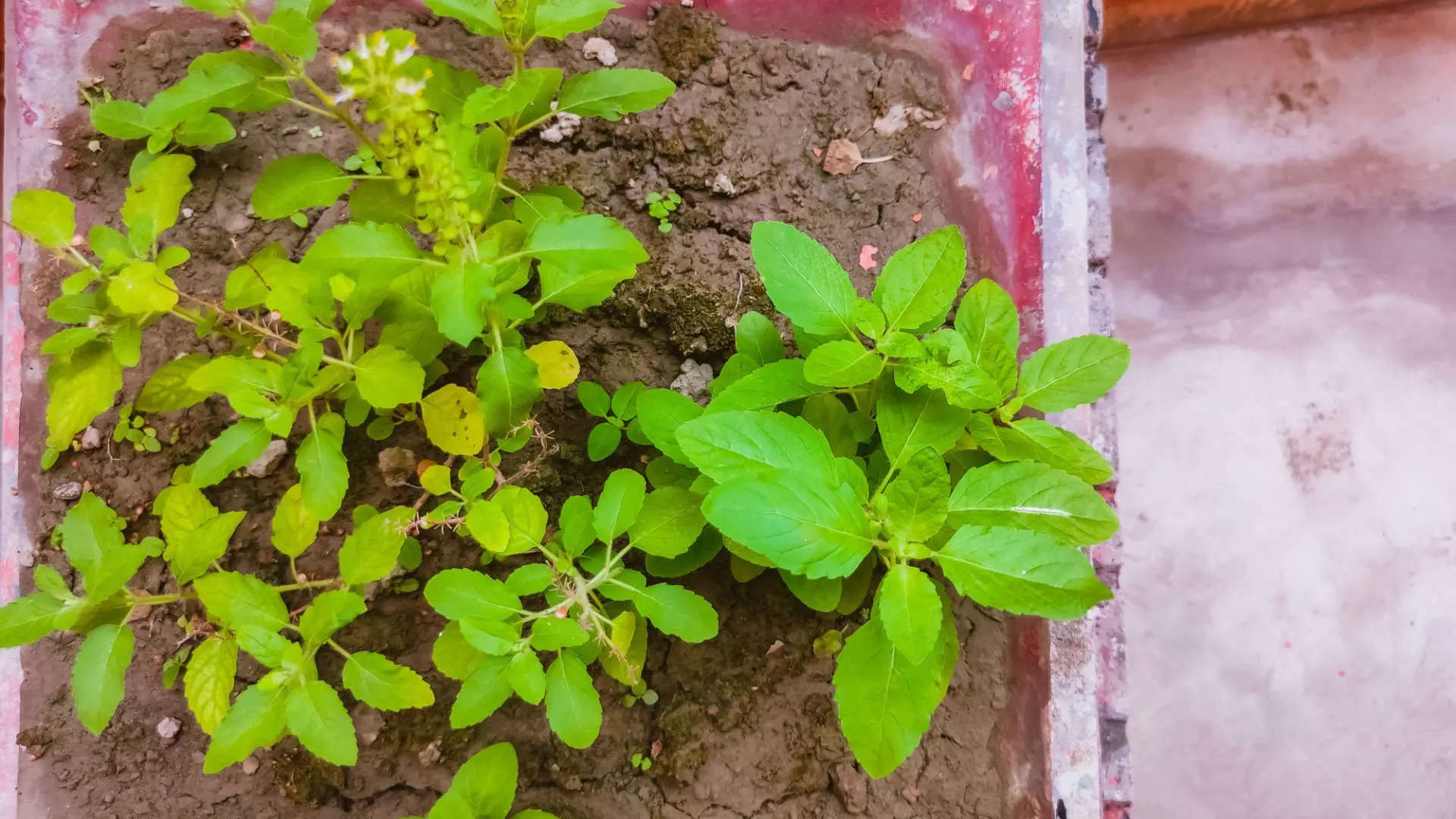 ತುಳಸಿ ಗಿಡಕ್ಕೆ ನೀರು ಹಾಕೋದು ಹೇಗೆ