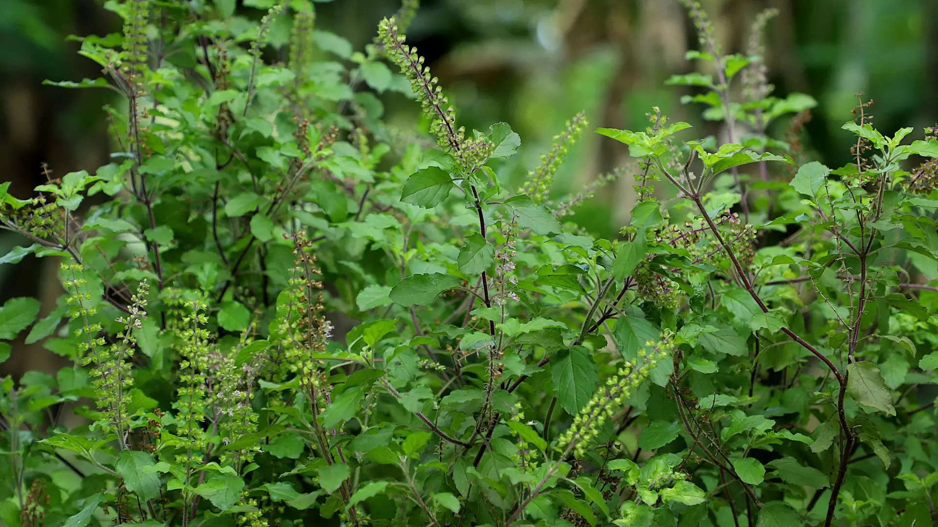 ಸಗಣಿ ಗೊಬ್ಬರ ಸೇರಿಸಿ