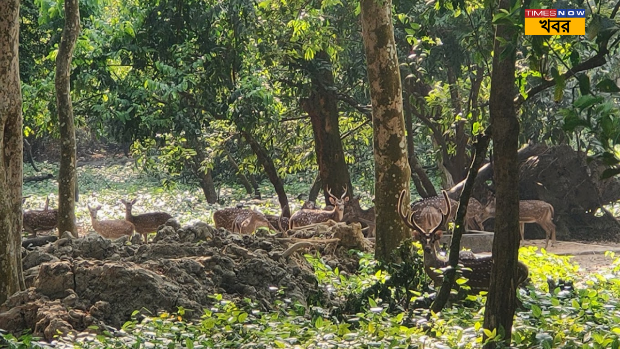 Weekend Destination Near Kolkata সেখানে কী দেখা যেতে পারে