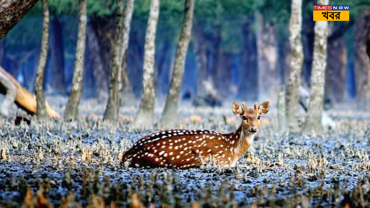 Weekend Destination Near Kolkata পকেটে টান মাত্র ৩০০ টাকা নিয়ে ঘুরে আসুন কলকাতার খুবই কাছের এই  অরণ্য থেকে