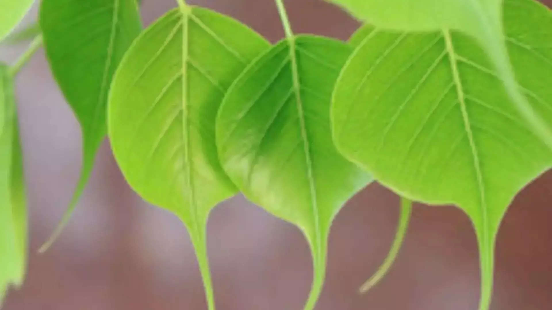 ಜ್ಯೋತಿಷ್ಯ ಶಾಸ್ತ್ರ