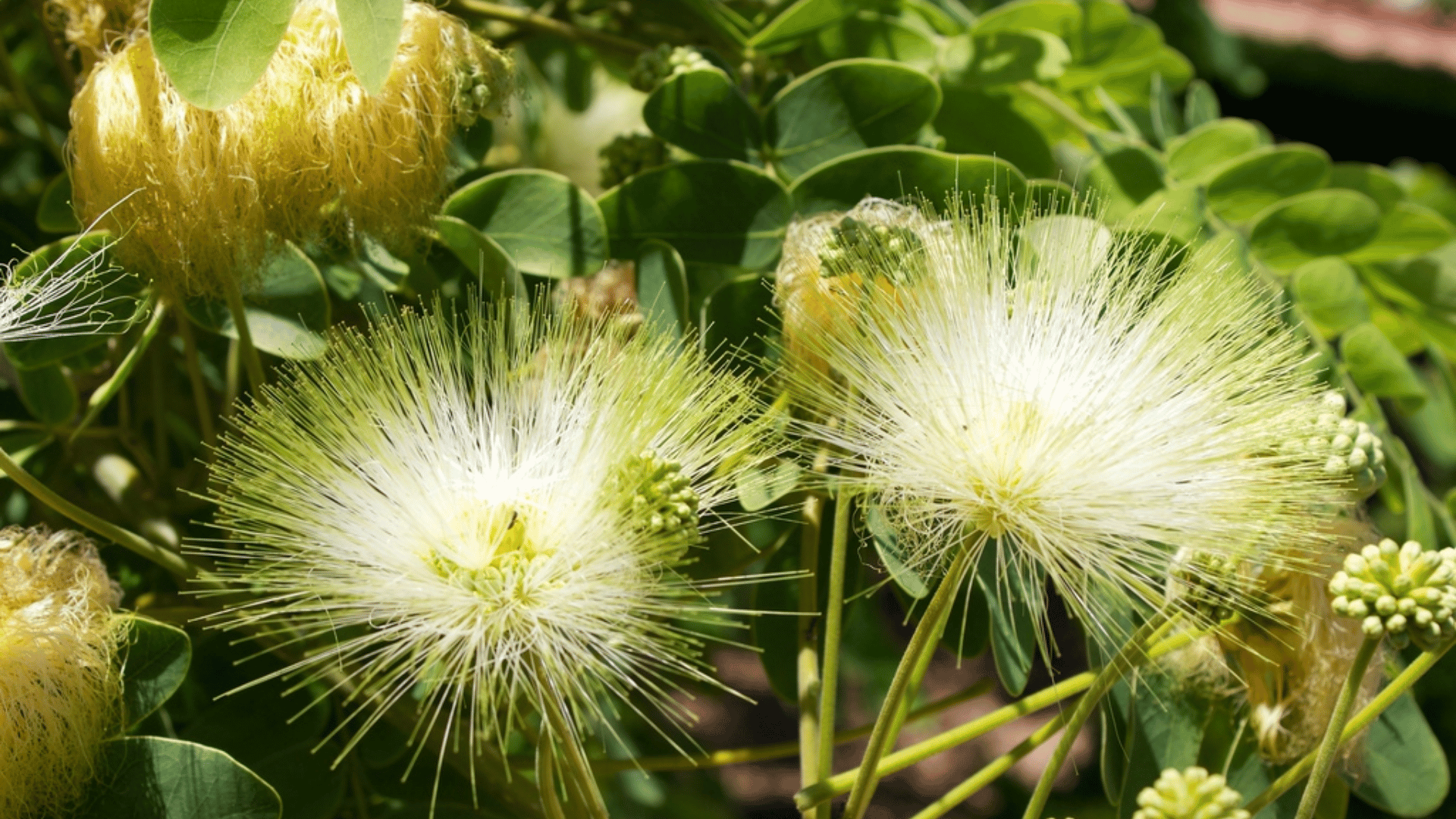 கண் நோய்களை குணமாக்கும்