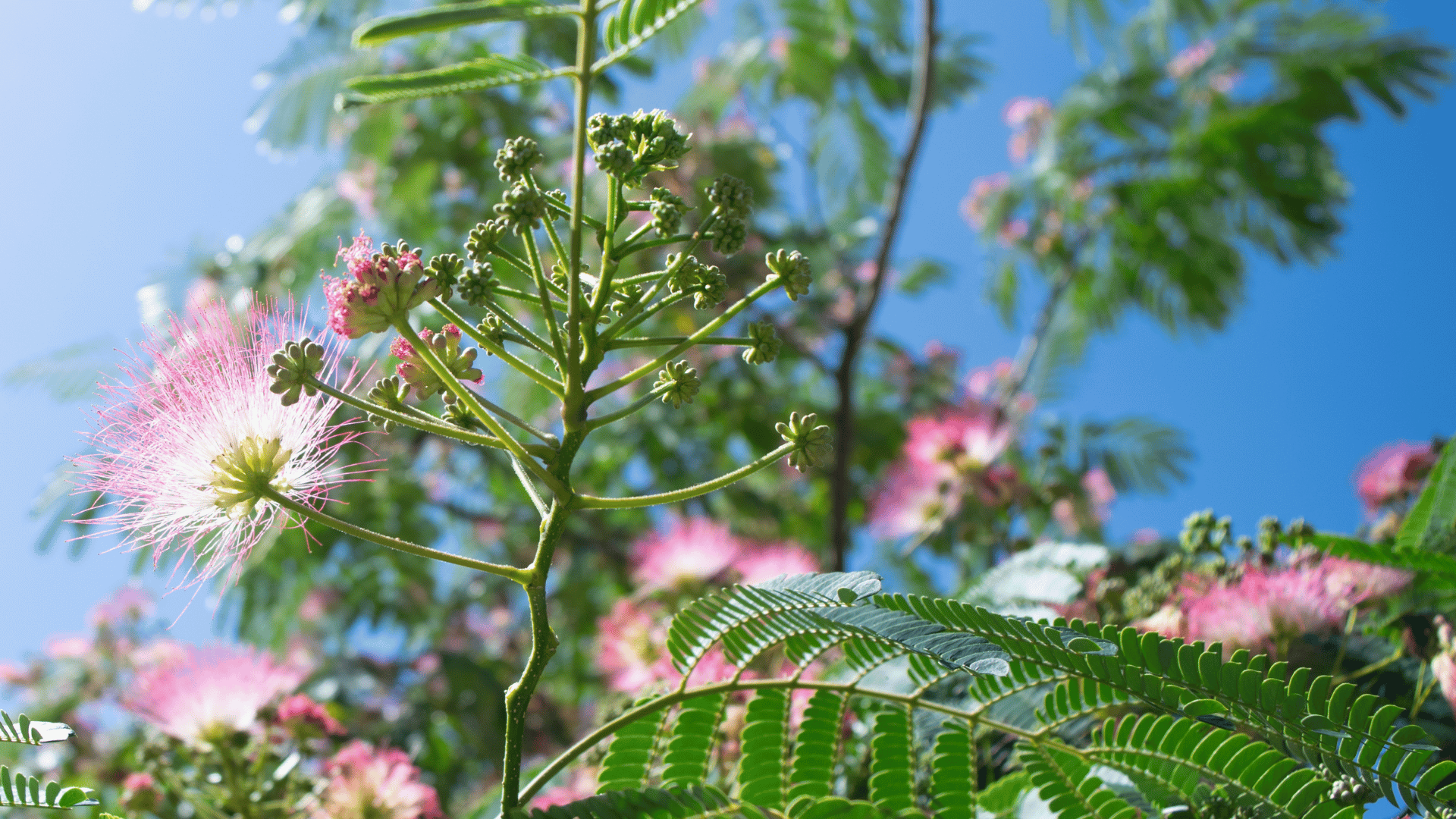 அழற்சி எதிர்ப்பு