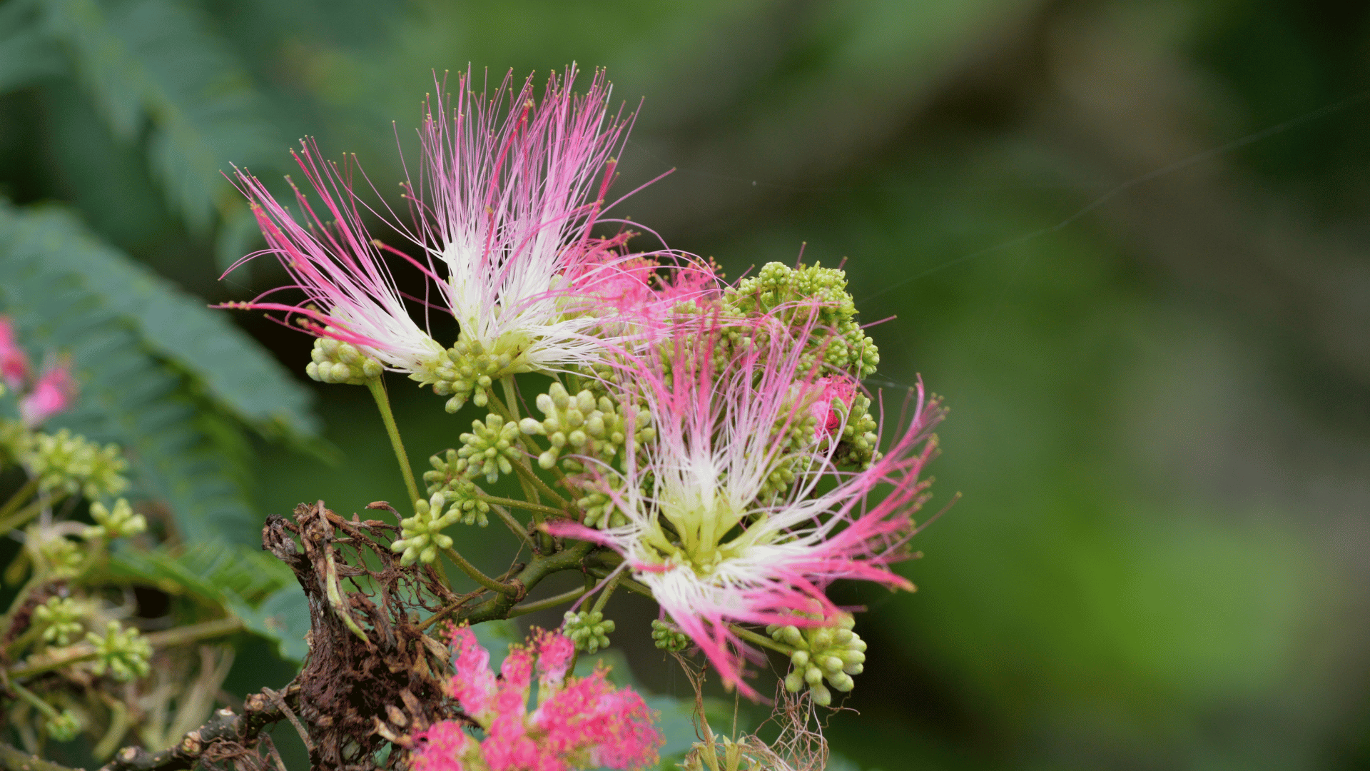 நச்சு நீக்கும் வாகை பூ