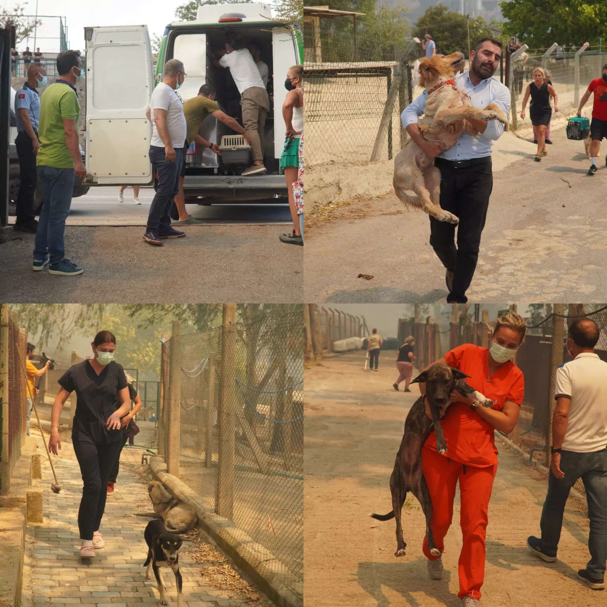 People rescuing stray dogs from forest fire (Credit Xdomdyer70)