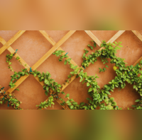 10 Beautiful Trellis Ideas To Beautify Your Backyard