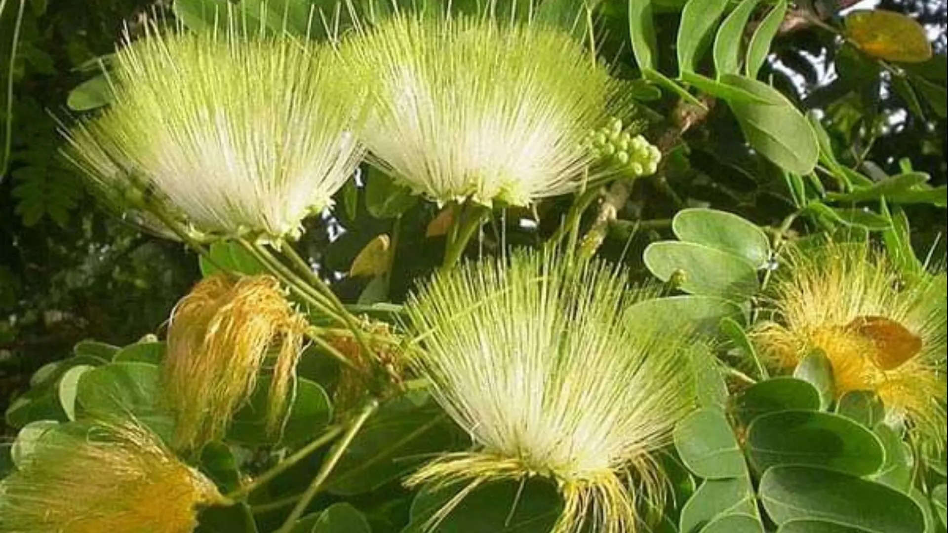  பெரும்பஞ்ச மூலம்