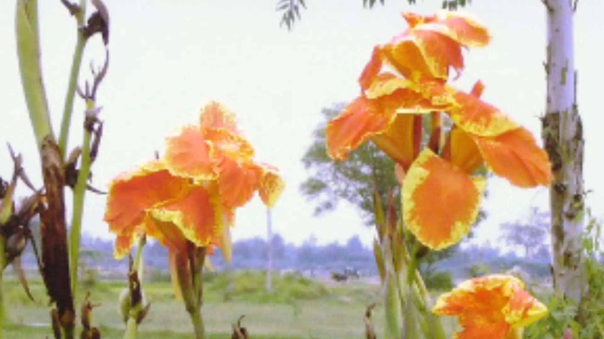 ವೈಜಯಂತಿ ಹೂವು