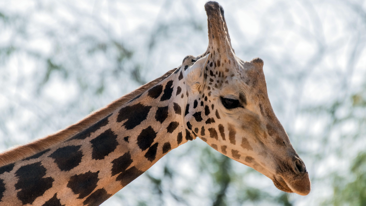 Emirates Park Zoo