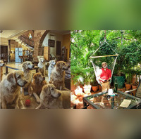 International Dog Day This Earthy Airbnb In Bengaluru Has 6 Pawsome Hosts