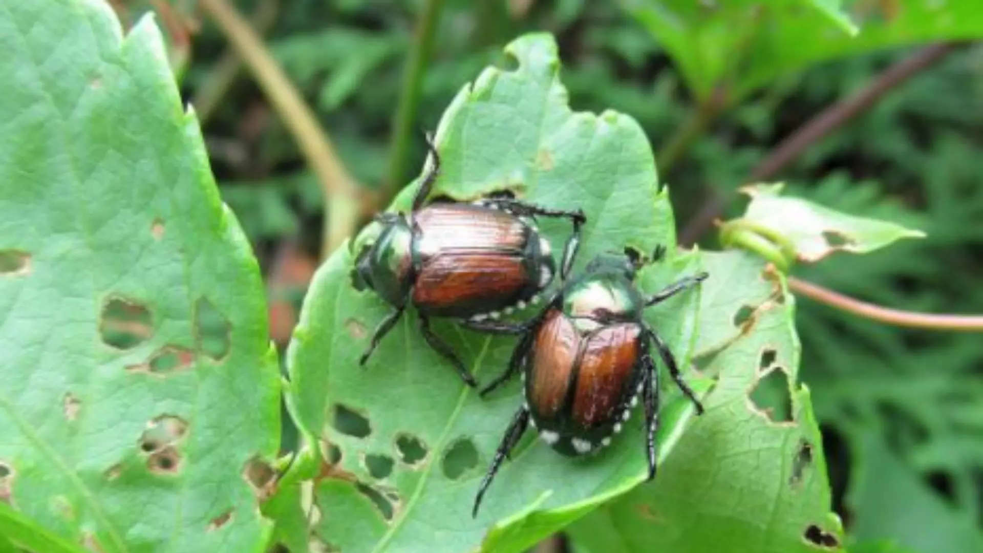 ಜೀರುಂಡೆ