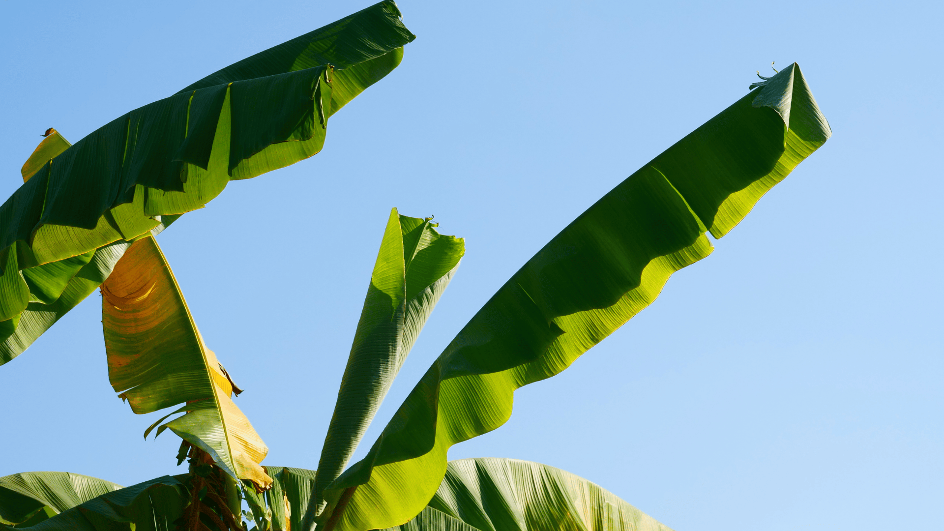 வாழை இலைகள்  தோப்பு