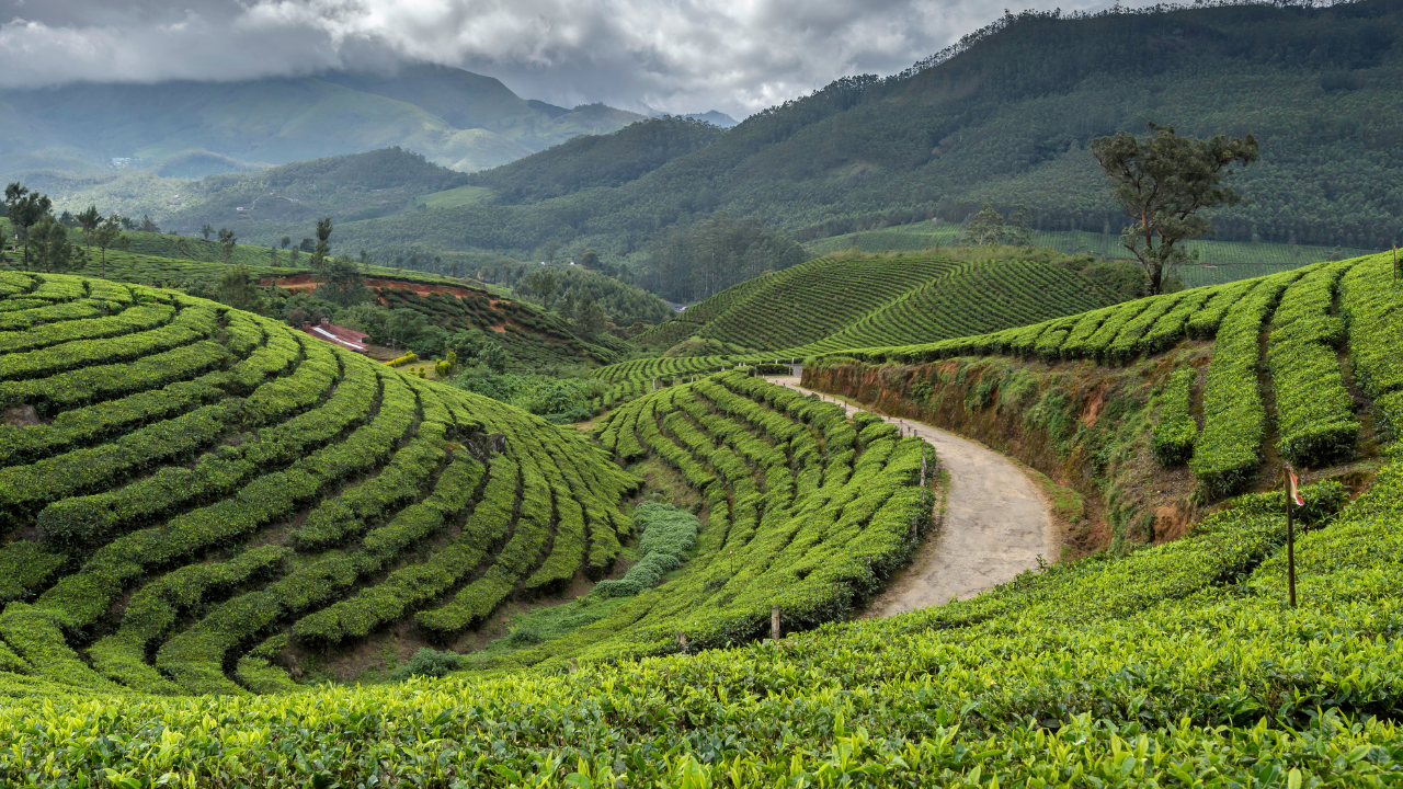 Munnar Tea Museum Munnar