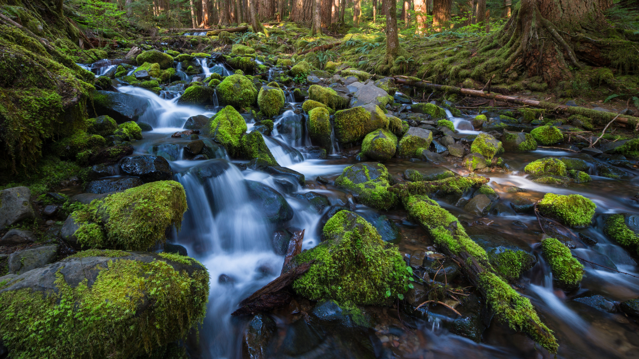 Olympic National Park United States