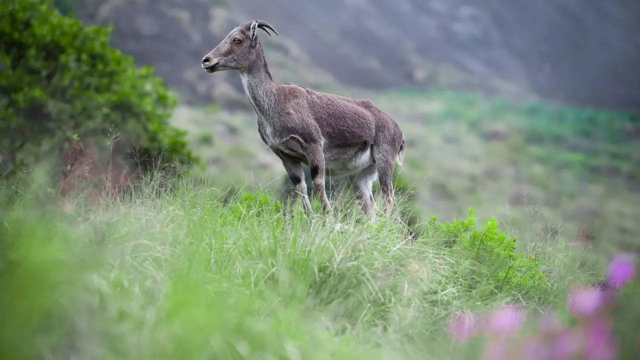 Eravikulam National Park Credit Canva