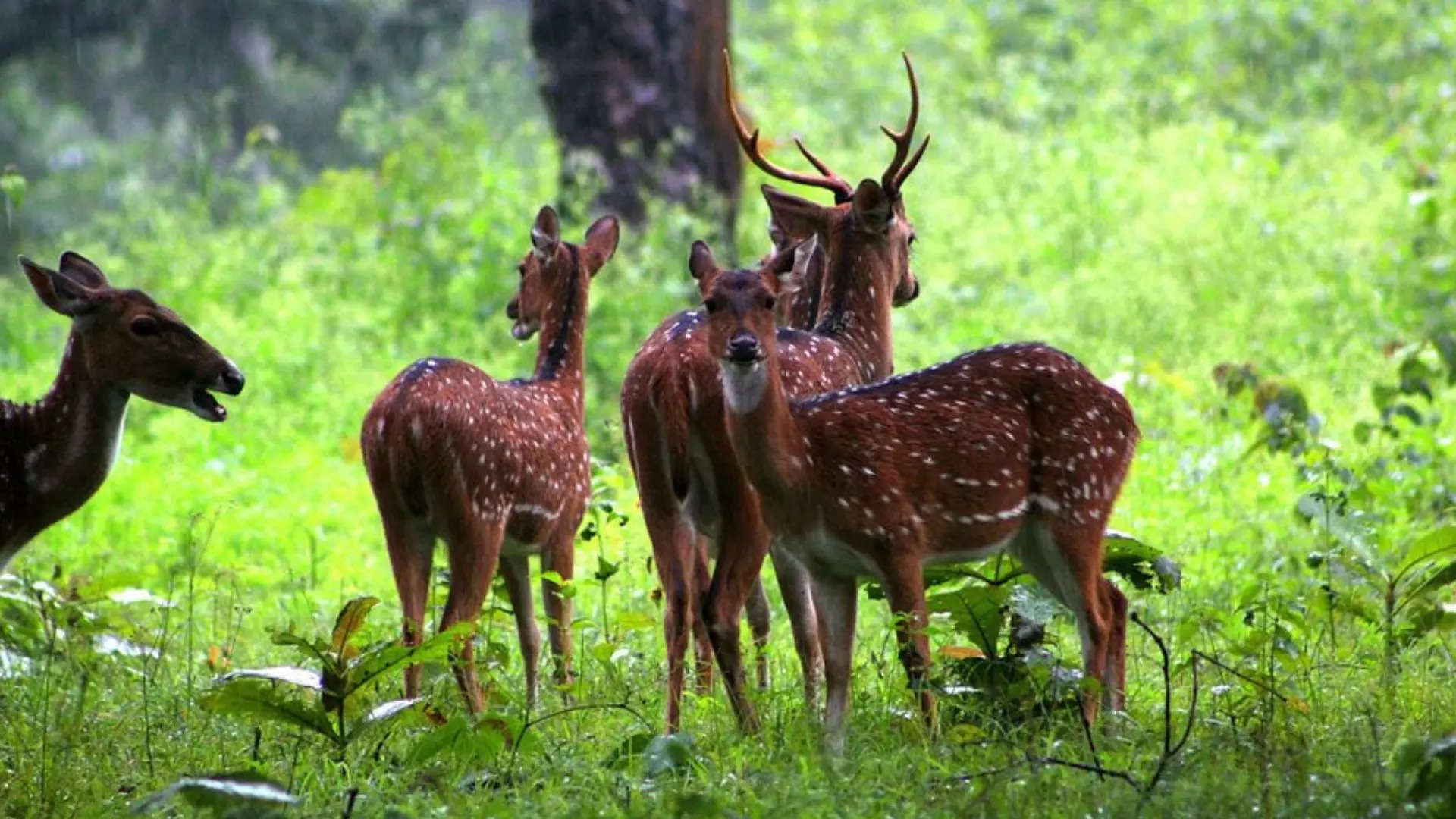 ನಾಗರಹೊಳೆ ರಾಷ್ಟ್ರೀಯ ಉದ್ಯಾನವನ