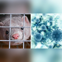Worrying New LungInfecting ‘Mink’ Virus Poses Pandemic Risk, Say Scientists Times Now