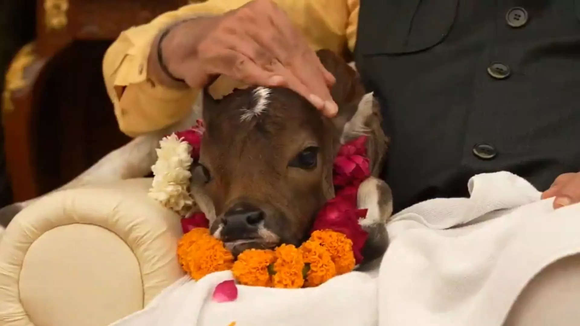 ಕರುವಿನ ಹೆಸರಿನಲ್ಲಿ  ಅಭಿಷೇಕ