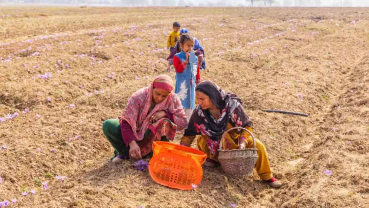 पाकिस्तानमध्ये केशर स्वस्त