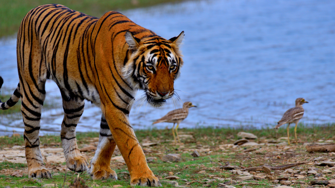 Ranthambore National Park Rajasthan