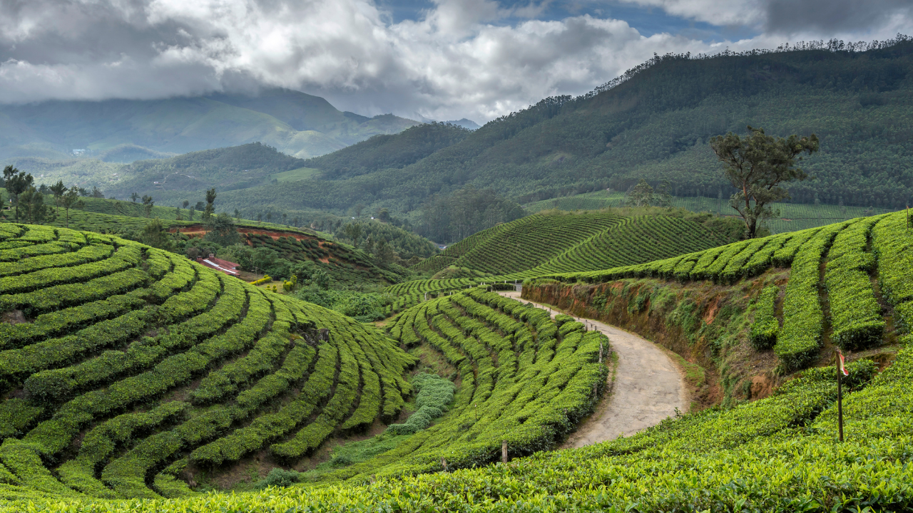 Munnar Kerala