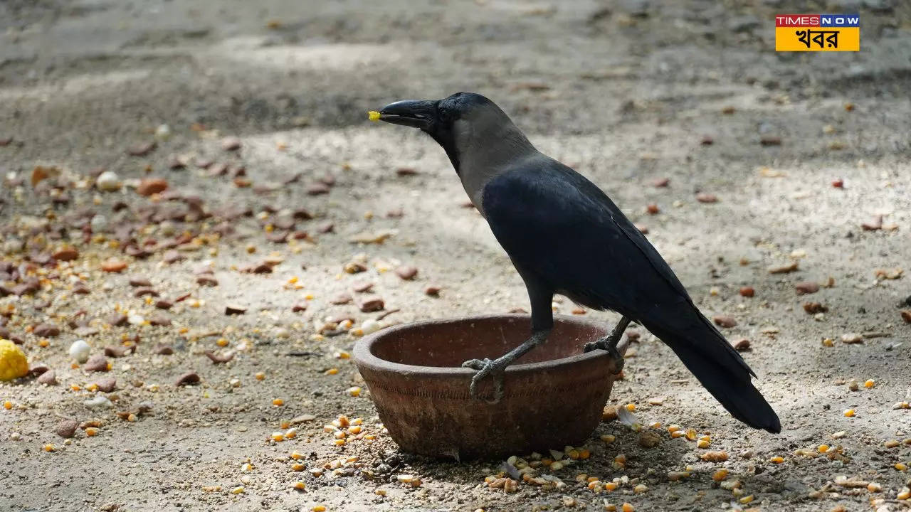 কাককে চাল খেতে দিন