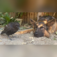 This Crow Fell Down a 100Foot Tree, Then a Human and Her German