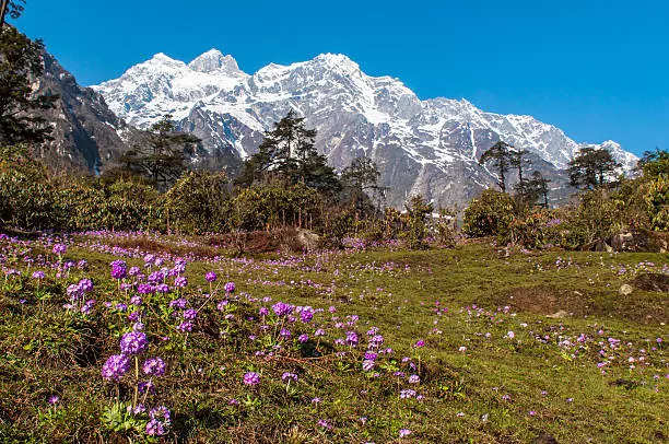 युमथांग व्हॅली सिक्कीम 