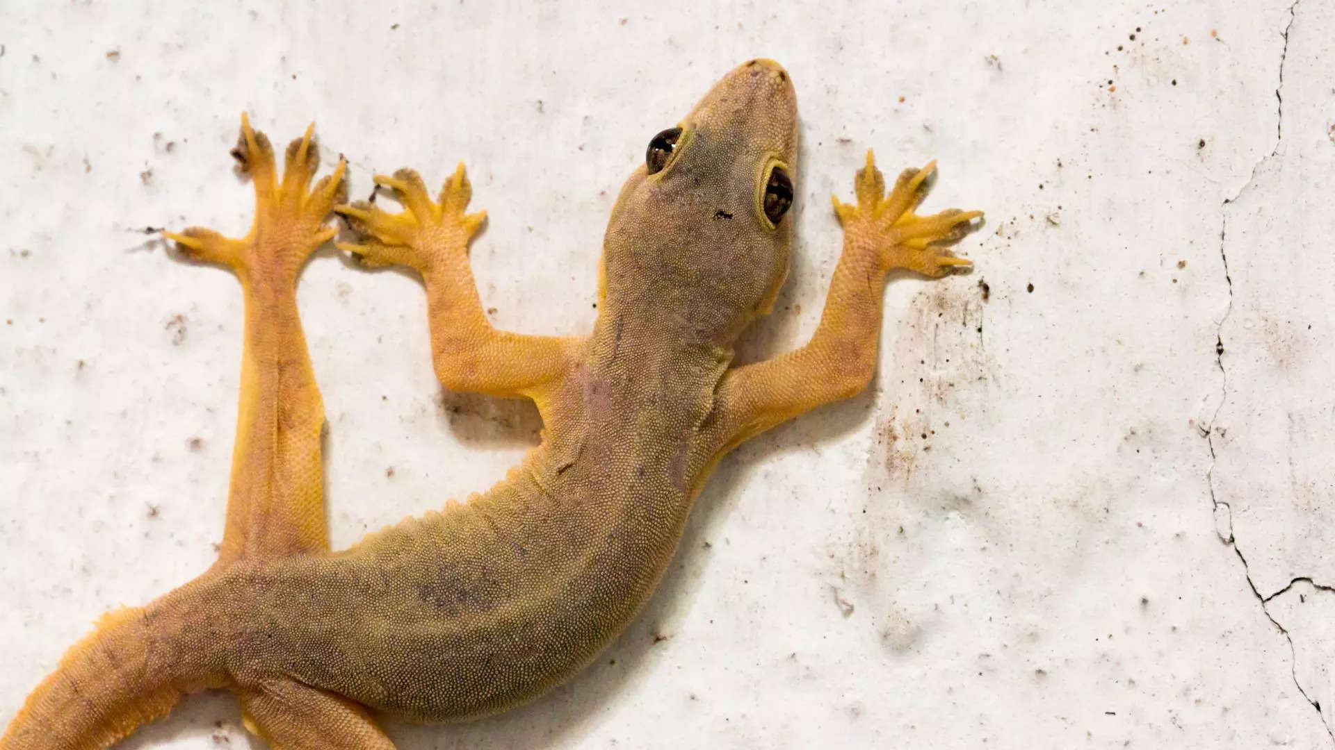 ಮಹಿಳೆಯ ಭುಜದ ಮೇಲೆ ಹಲ್ಲಿ ಬಿದ್ದರೆ