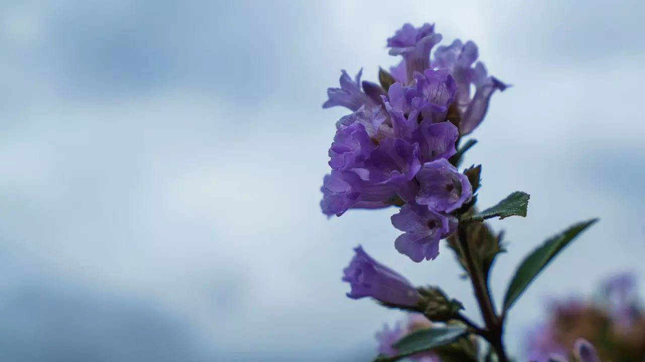 Neelakurinji Flower Blooming: All About Neelakurinji Flowers In Nilgiri ...