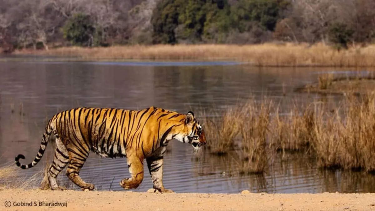 2 वाइल्ड लाइफ पॅकेज फर्स्ट