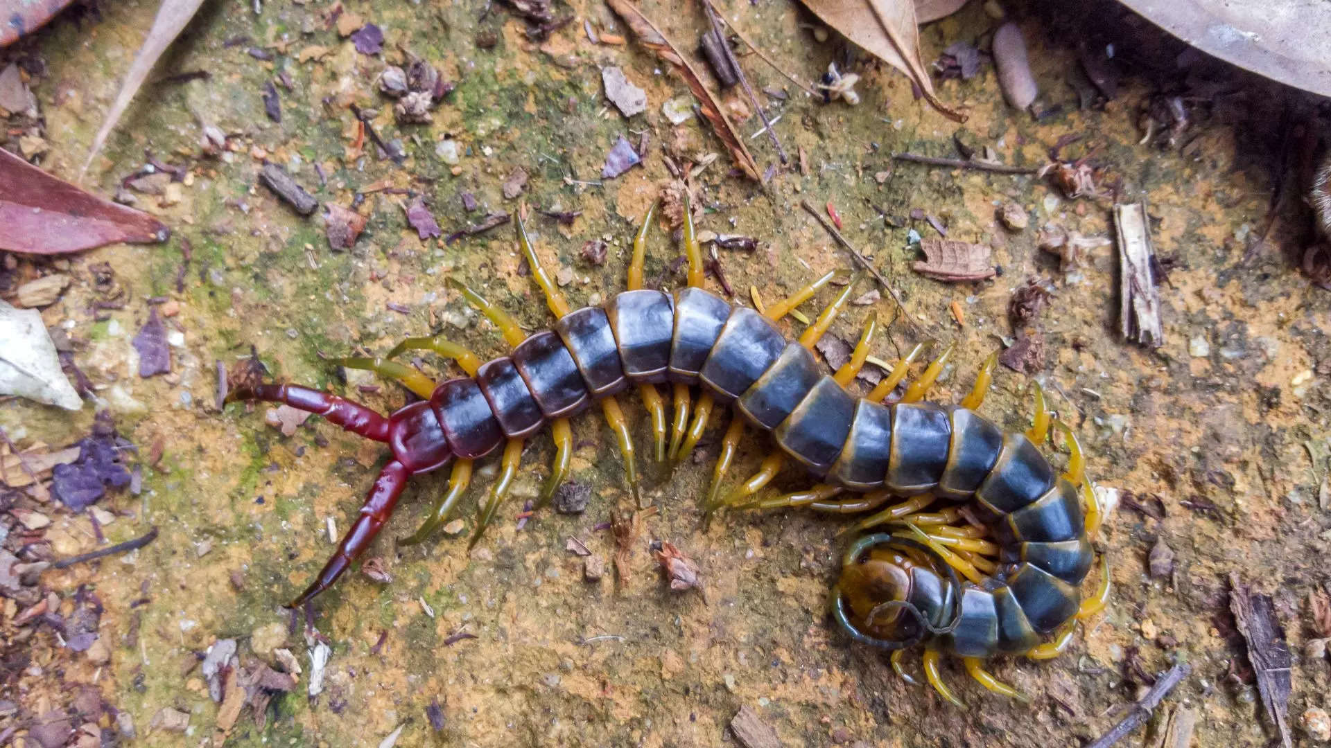 ಅಡುಗೆಮನೆಯಲ್ಲಿ ಕಾಣಿಸಿಕೊಂಡರೆ ಏನು ಅರ್ಥ 