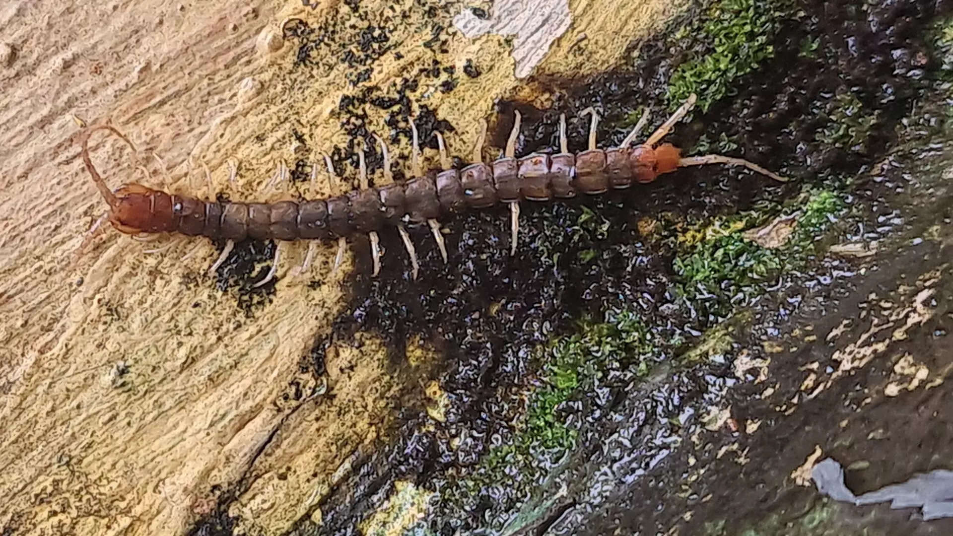 ಪೂಜೆ ಮನೆಯಲ್ಲಿ ಜರಿ ಓಡಾಡಿದರೆ ಯಾವ ಸಂಕೇತ